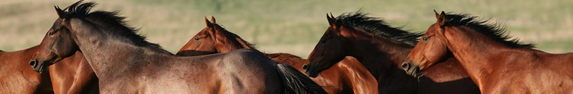 Western Horseman