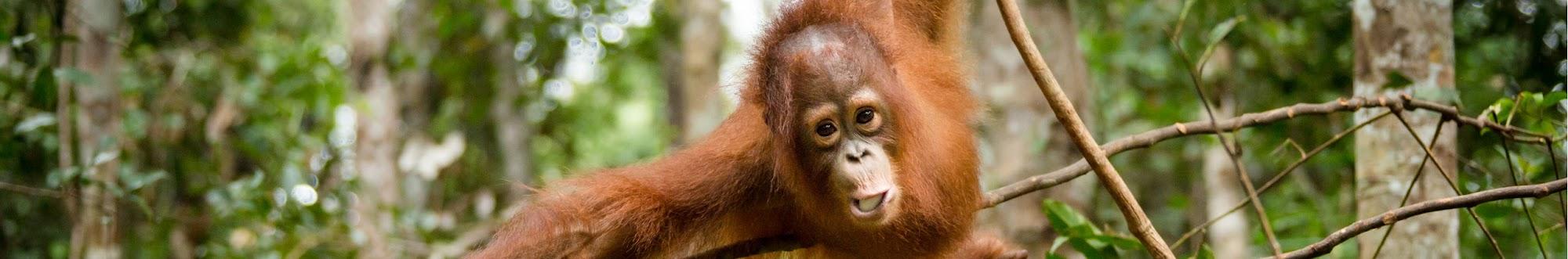 Borneo Orangutan Survival Deutschland