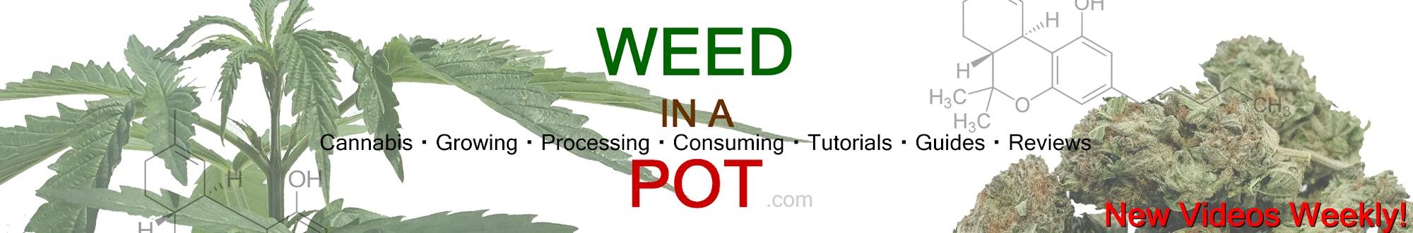 Weed In A Pot