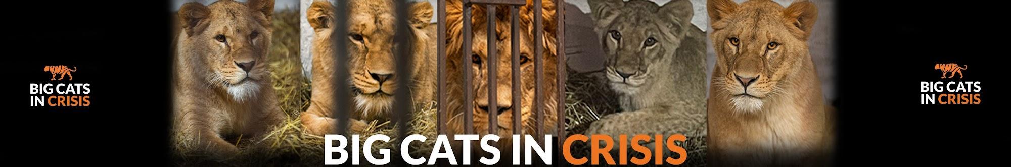 The Big Cat Sanctuary