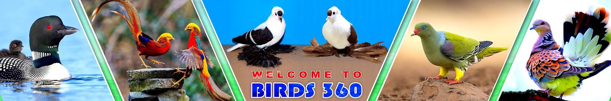 BIRDS 360