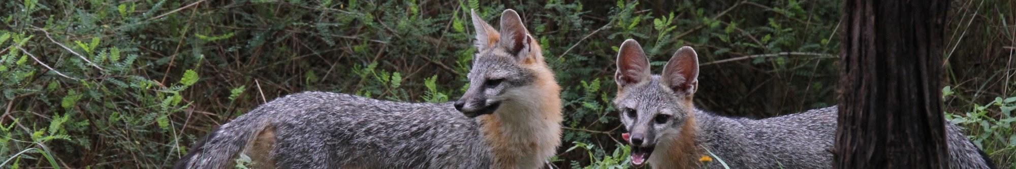 Texas Backyard Wildlife