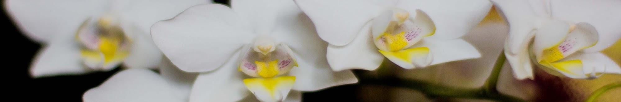 Орхидеи Инны Халиф. Дневник наблюдений