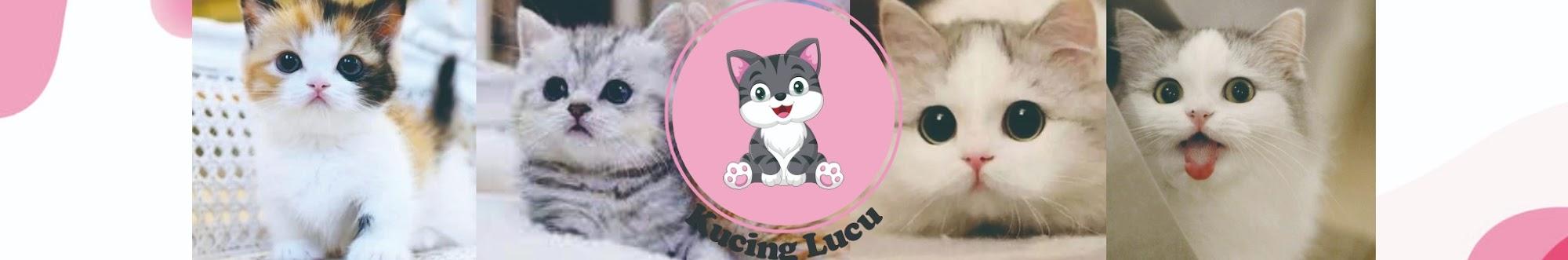 Kucing Lucu