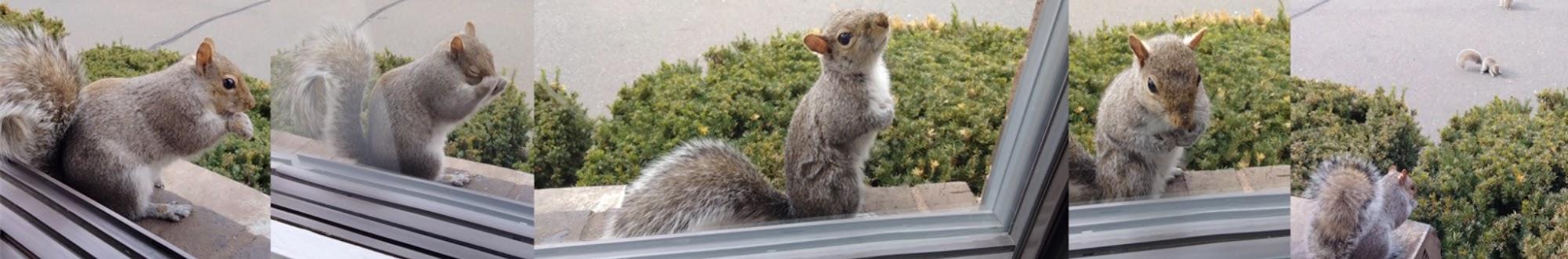 Squirrels at the window