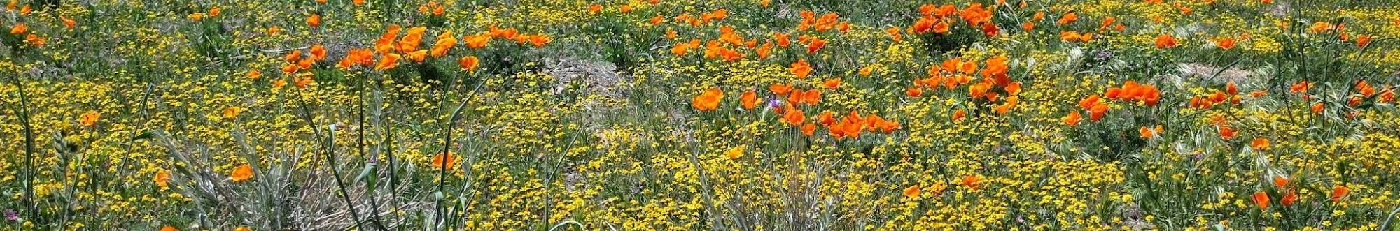 חקלאי פרדס חנה תקשורת ברנקו וייס ישראל