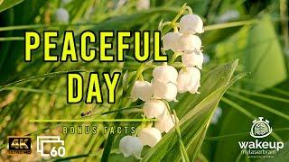 Lilies of the Valley with Cuckoo and Distant Traffic Sound  Relax  10 Hours  Bonus Facts