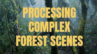 How to process complex forest scenes