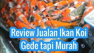 Ikan Koi Bagus Murah dan Besar