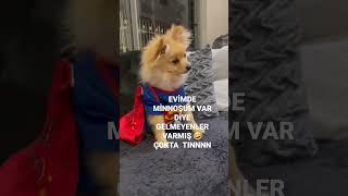 Cehennemin Dibine Kadar Yolunuz Var #keşfet #funny #viral #pomeranian #love