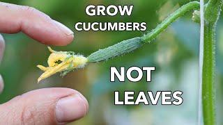 My Clever Ways to MANIPULATE Cucumbers to Produce Early Often and Nonstop