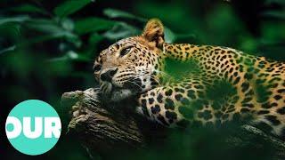 Exploring the Greatest Cats in the World The Jaguar  Our World