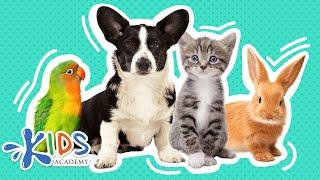 Pets  Learn more about pets for kids  Kids academy