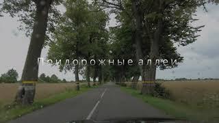 Придорожные аллеи в Калининградской области. Деревья вдоль дорог