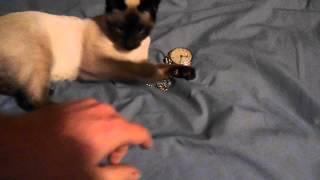 A Cat and a Pocket Watch