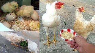 Chicken growth Day-1 to 6 Months  Chicken Facts