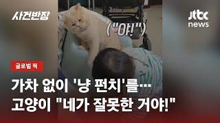 더는 못 참아 아이 장난에 냥 펀치 날린 고양이  JTBC 사건반장