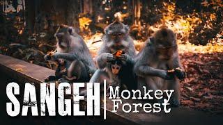 Sangeh Monkey Forest - Badung - Bali  Bali Recommended Place  Bali Must Visit Place