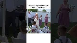 Hilarious Cow Crashes Wedding