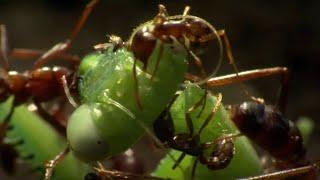 Praying Mantis Decapitated by Ant Swarm  Superswarm  BBC Earth