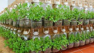 Brilliant idea. You will not regret knowing this method of growing mint for your family