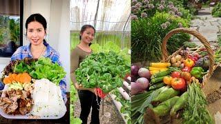 Harvest hand-grown vegetables for delicious cooking​ Harvesting lettuce planted in the backyard