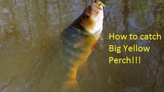 How I catch big yellow perch