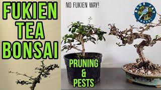 No Fukien Way Fukien Tea Bonsai Pruning & Pest Control