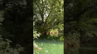 Dragonflies on the river Ceou Dordogne