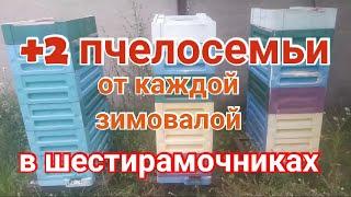 Увеличение пасеки в 3 раза.  Простой вывод свищевой матки. Пчеловодство в шестирамочниках.