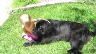 Newfoundland and little girl best friend