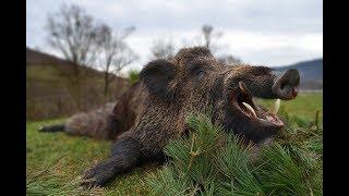 Jagd für kapitaler Keiler in den Karpaten 2018 - Wild boar hunt in the Carpathian Mountains 2018