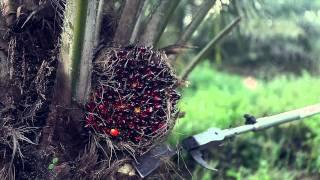 Palm Oil Palm Trees Smart Harvesting Prunning Mechanized Chisel