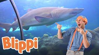 Blippi Visits an Aquarium The Florida Aquarium  1 HOUR OF BLIPPI  Educational Videos For Kids