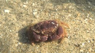 pygmy crab