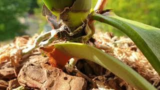 Ужасные последствия клеща на орхидеи Стюартиана#Травим...