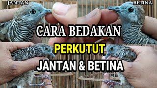 Cara Membedakan PERKUTUT Jantan & Betina Akurat