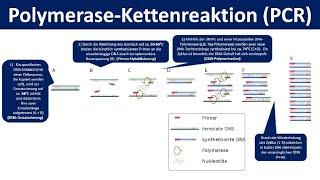 Polymerase-Kettenreaktion PCR - Ein Verfahren zur Vervielfältigung von DNA Biologie Oberstufe