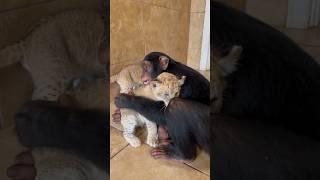 Baby Chimpanzee meets Lion Cubs #shorts
