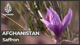 Saffron brings hope to Afghanistan amid economic collapse