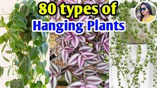 80 types of hanging plants  Hanging Plants for Indoor & Outdoor  Plants varieties  Lipsha world