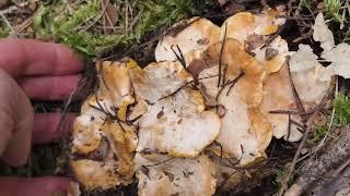 Un grupo enooorme de rebozuelos Cantharellus pallens