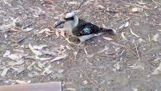 This Kookaburra Joined Me For Lunch