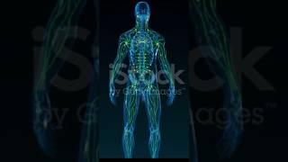 Human body Animation #youtubeshort #shortsviral #healthylifestyl #tranding