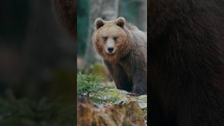 Brown Bear Slovenia  #shorts #shortvideo #wildlifephotography