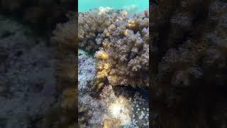 Live coral 🪸 #underwater 
