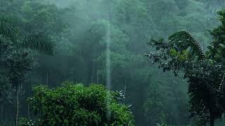 Pluie Relaxante Dans La Forêt Brumeuse Pour Dormir En 5 Minutes  Bruit Blanc De La Nature