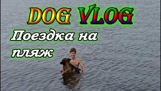 DOG VLOG  Поездка с собакой на пляж  Немецкая овчарка Рема