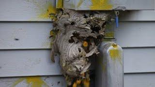 Hornet Nest Destruction Compilation