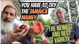 The Newest and Best Tasting Mamey Sapote Variety Jamaica